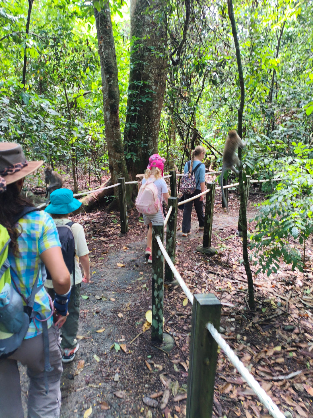 Braving the army of macaques